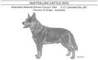 Australian Cattle Dog